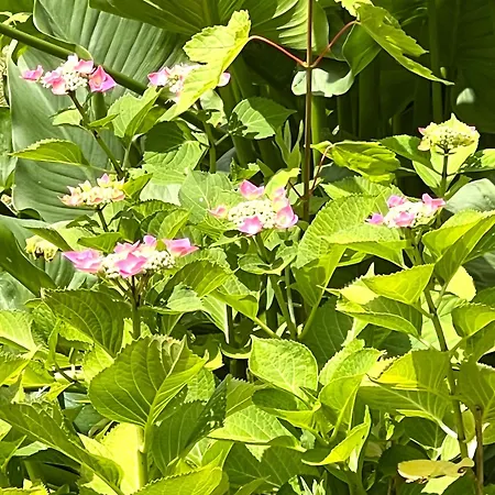 Garten-appartment - Nur 5 Minuten Zum Europa Park Und Direkt Am Naturschutzgebiet Apartment